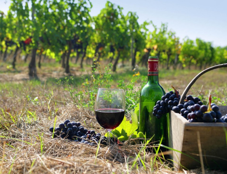 Discover Azerbaijani Wine: Ancient Traditions, Modern Taste